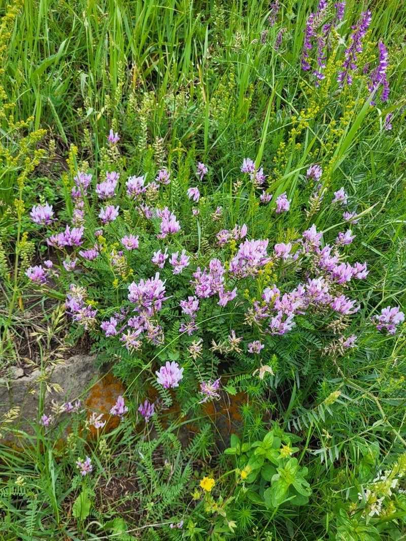Astragalus arguricus