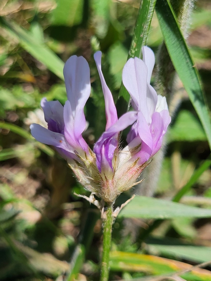 Astragalus arguricus photo 2