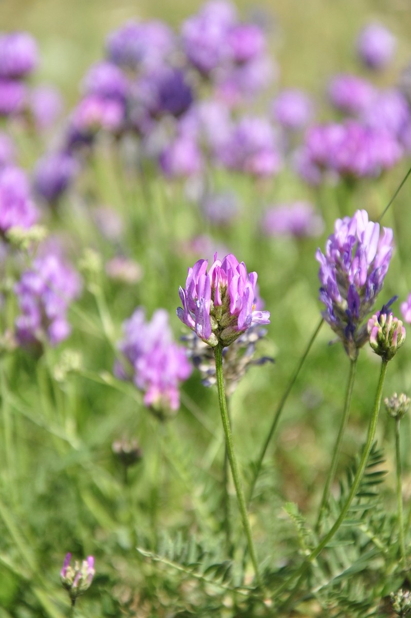 Astragalus arguricus photo 3
