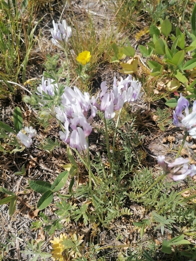 Astragalus arguricus photo 4