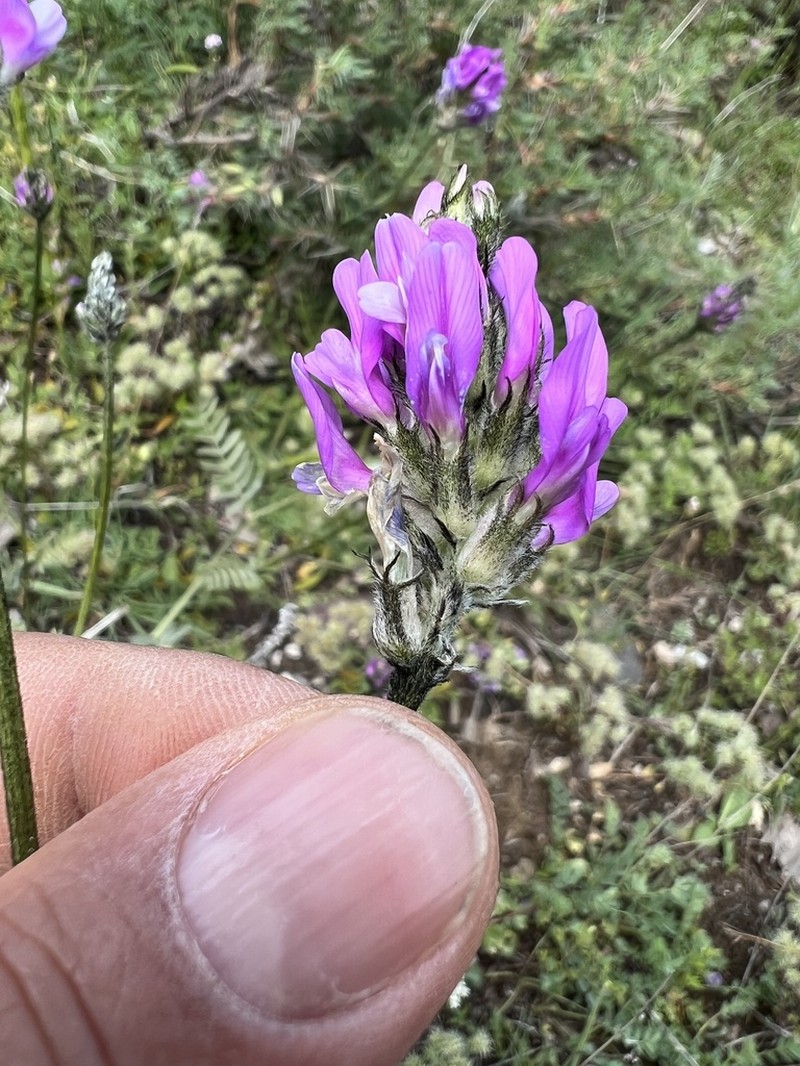 Astragalus arguricus photo 5