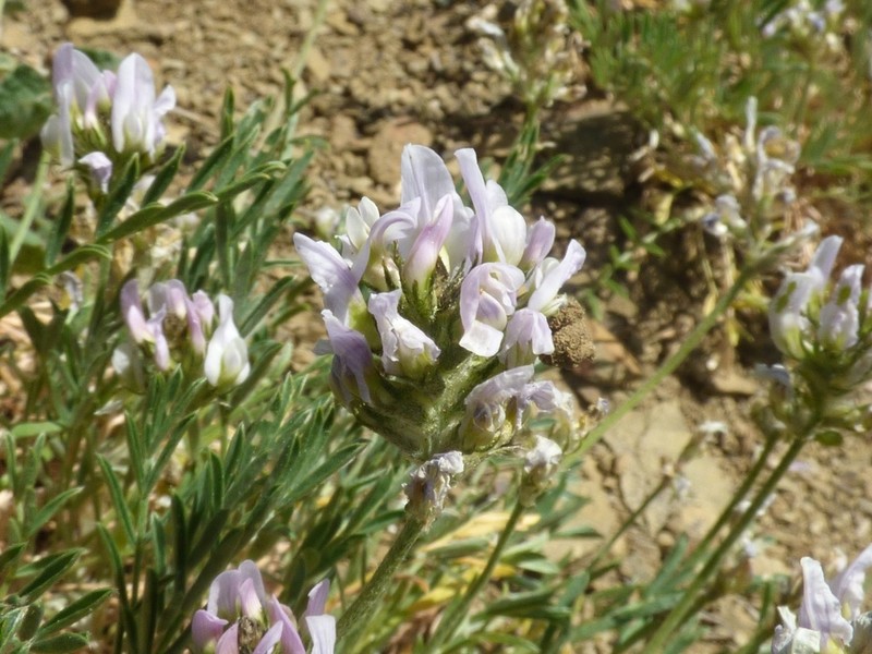 Astragalus arguricus photo 6