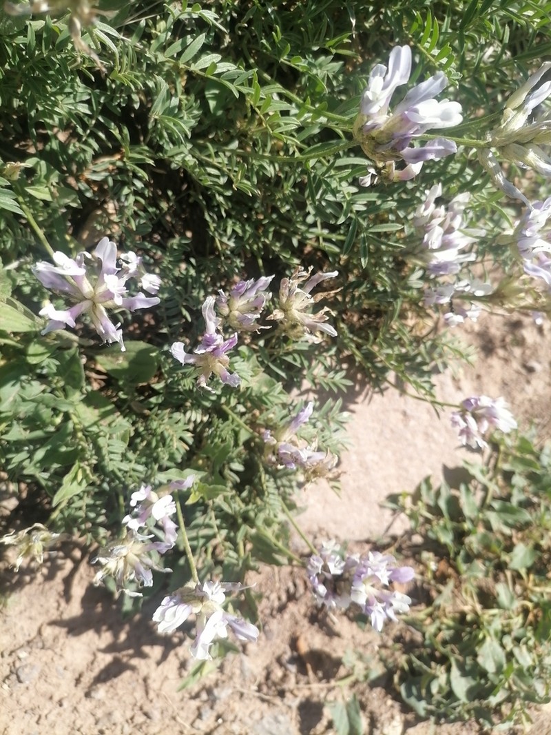 Astragalus arguricus photo 7