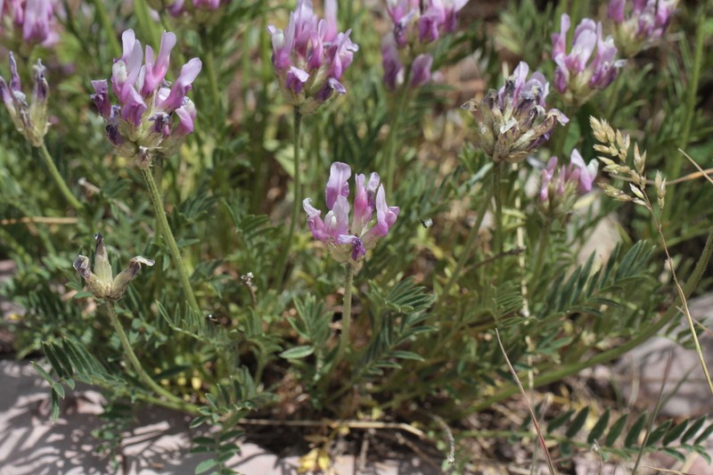Astragalus arguricus photo 8