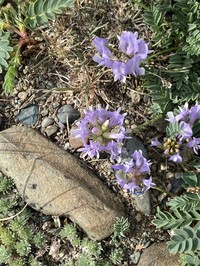 Astragalus argutensis