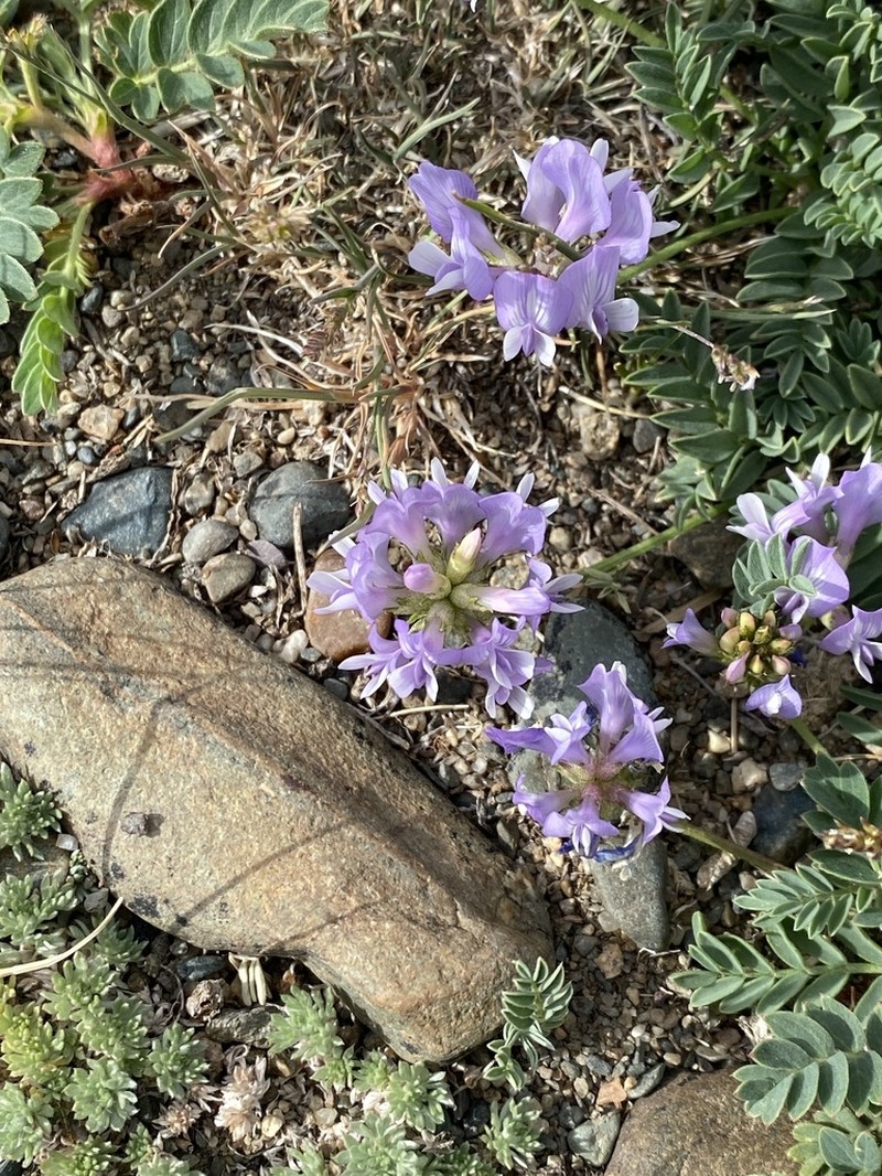 Astragalus argutensis