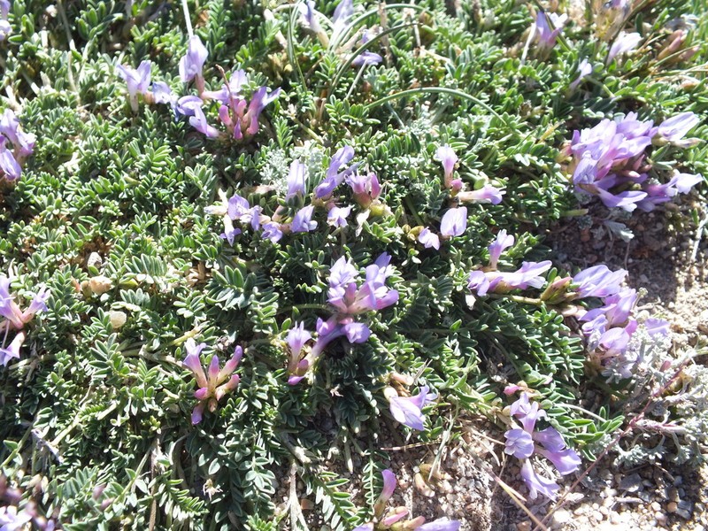 Astragalus argutensis photo 2