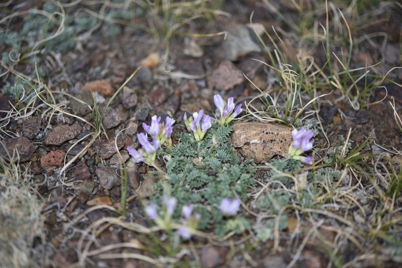 Astragalus argutensis photo 3