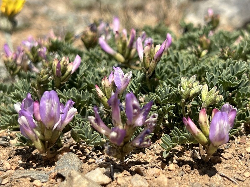Astragalus argutensis photo 4