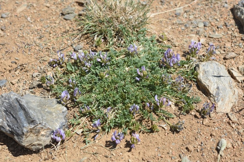 Astragalus argutensis photo 5