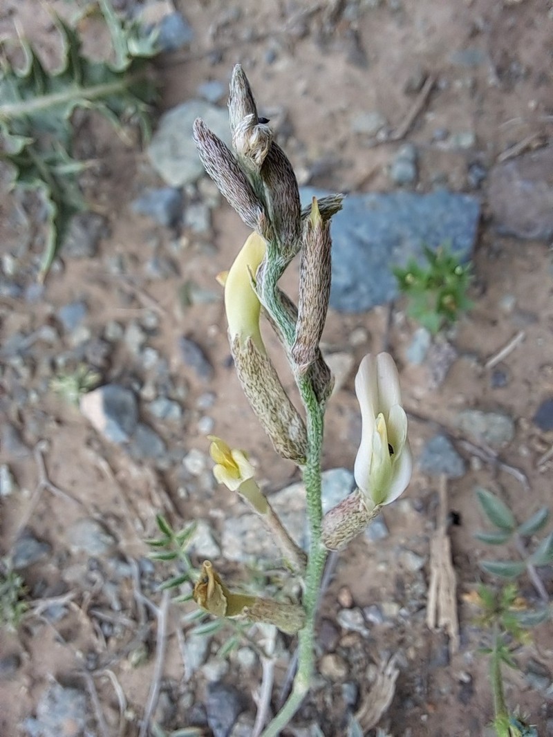 Astragalus argyroides