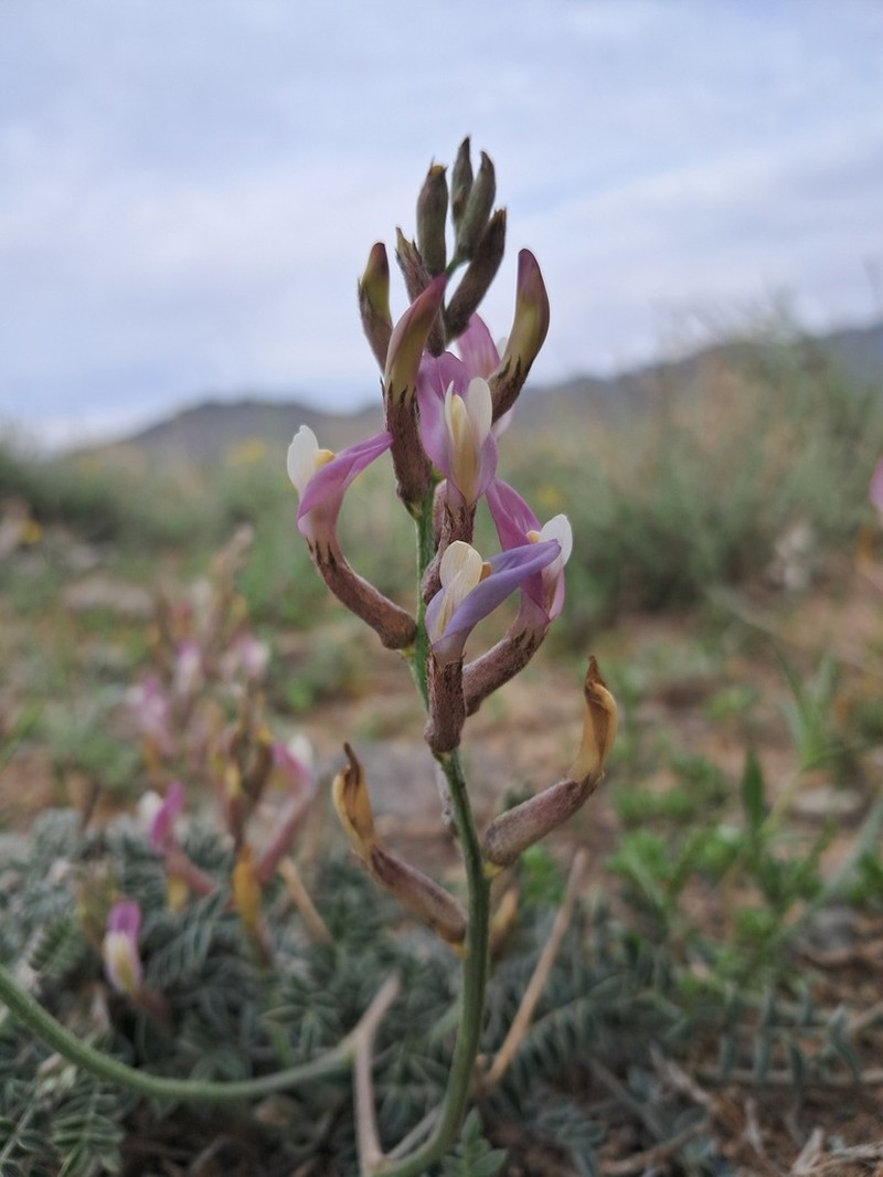 Astragalus argyroides photo 2