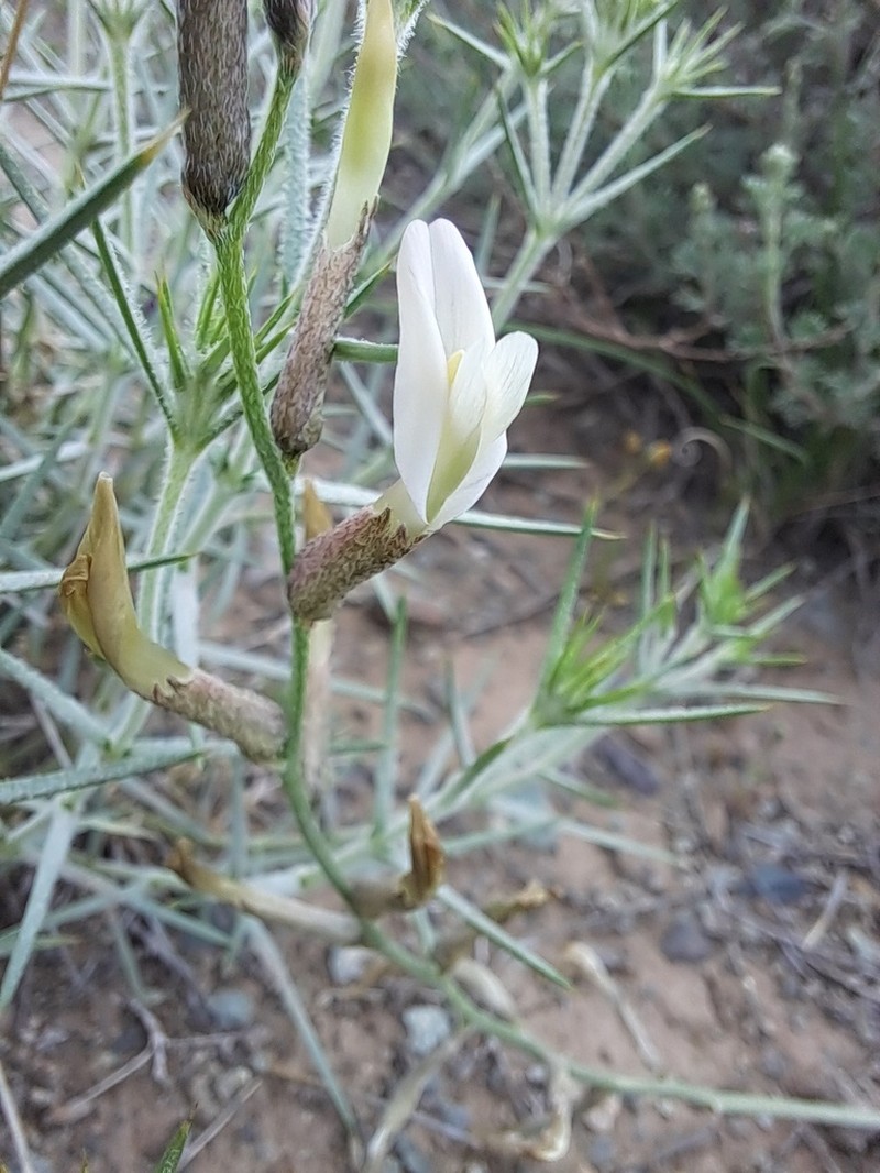 Astragalus argyroides photo 3