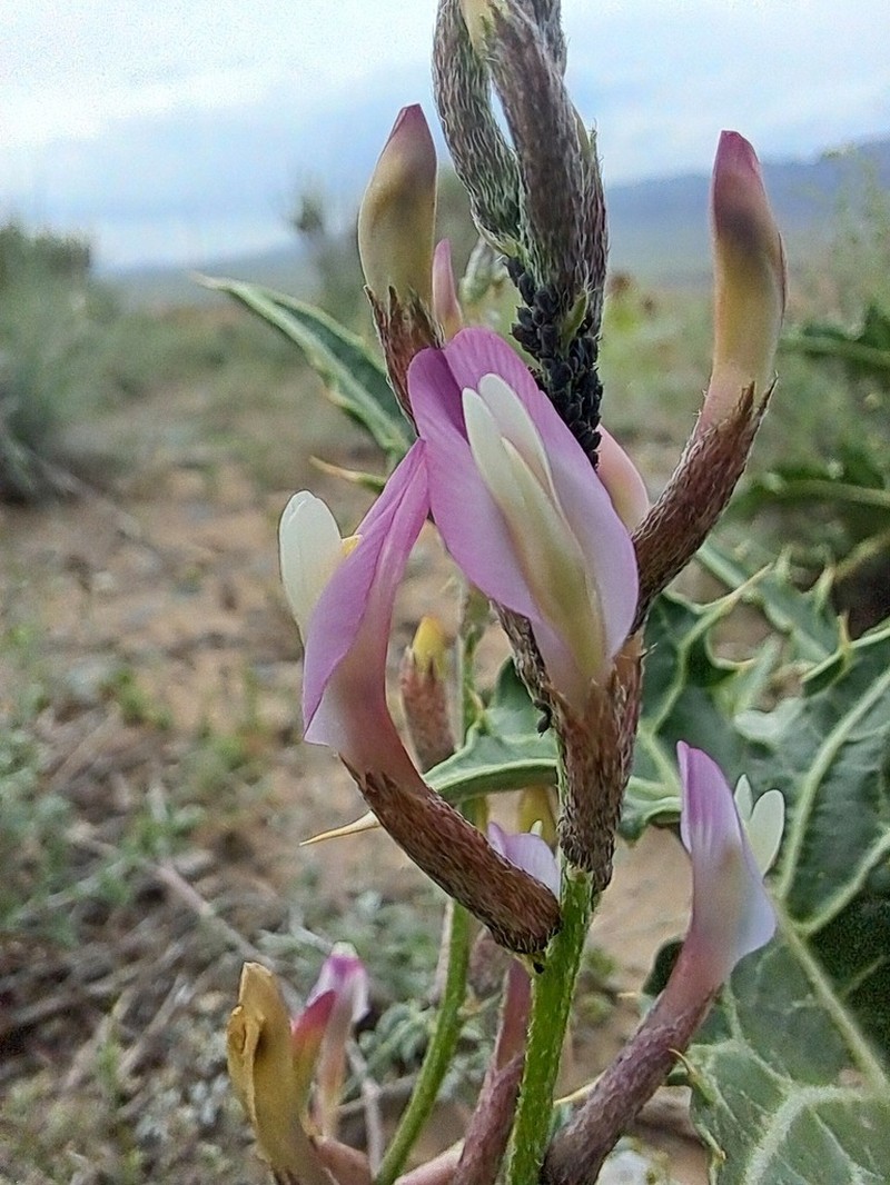 Astragalus argyroides photo 4