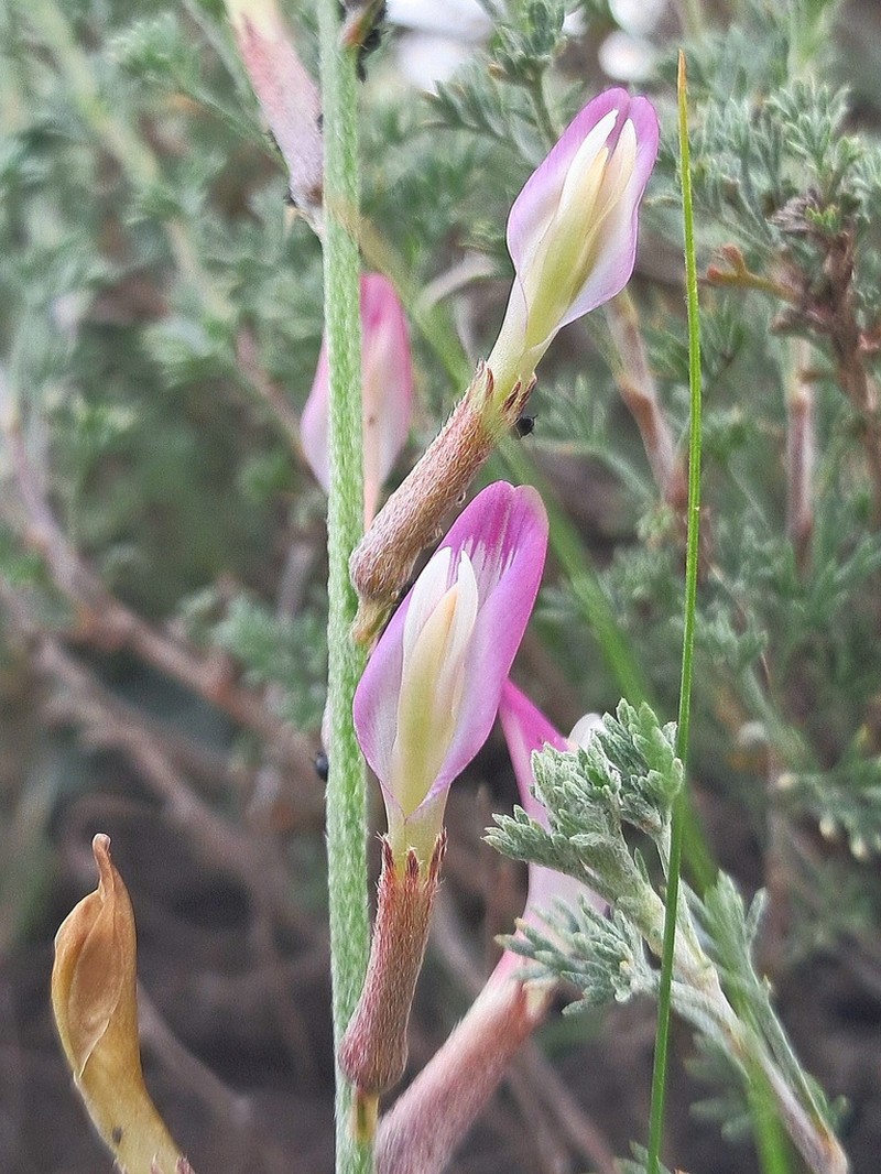 Astragalus argyroides photo 5