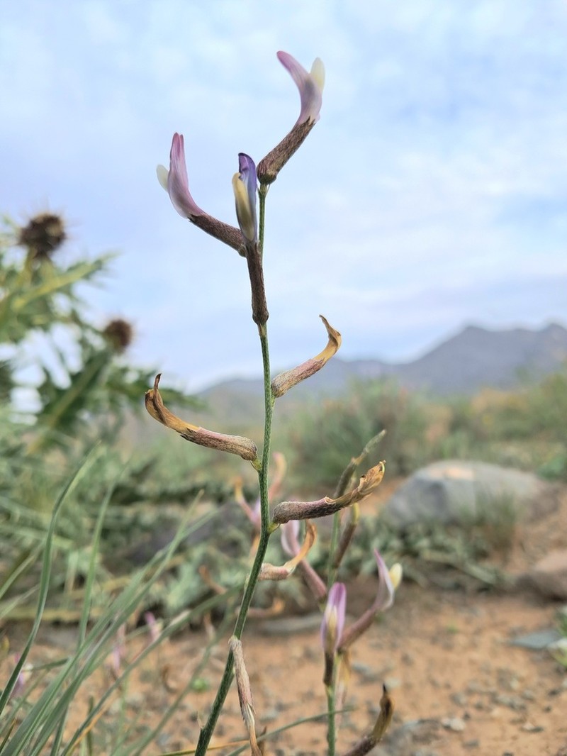 Astragalus argyroides photo 6