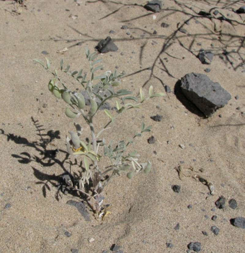 Annual Desert Milkvetch