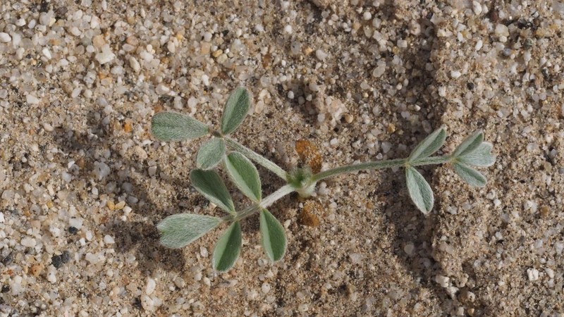 Annual Desert Milkvetch