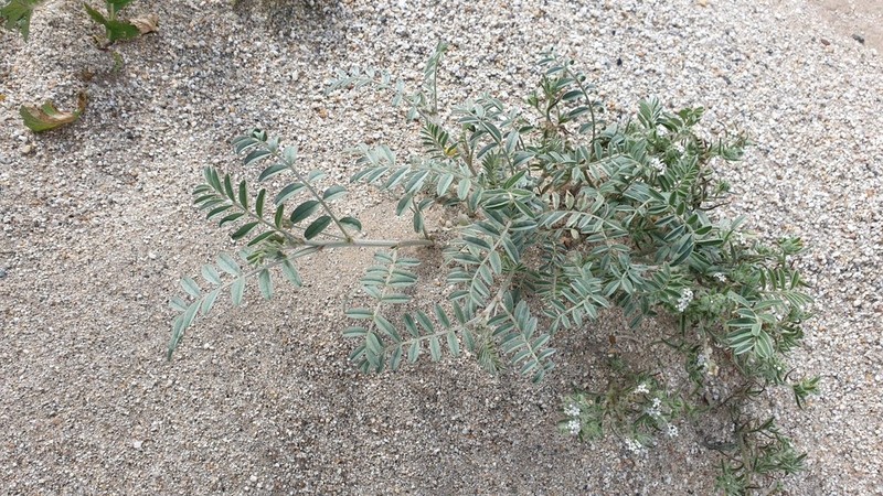 Annual Desert Milkvetch photo 2
