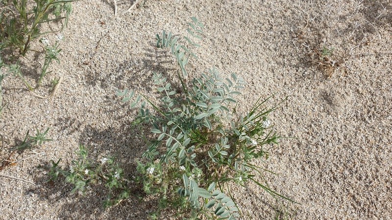 Annual Desert Milkvetch photo 3