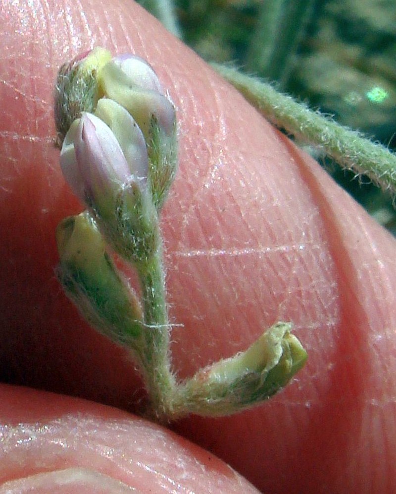 Annual Desert Milkvetch photo 4