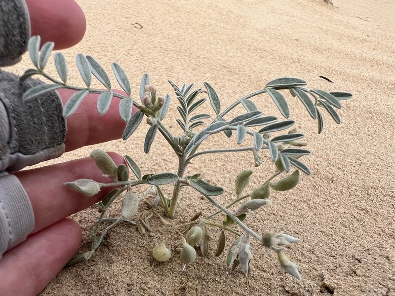 Annual Desert Milkvetch photo 5