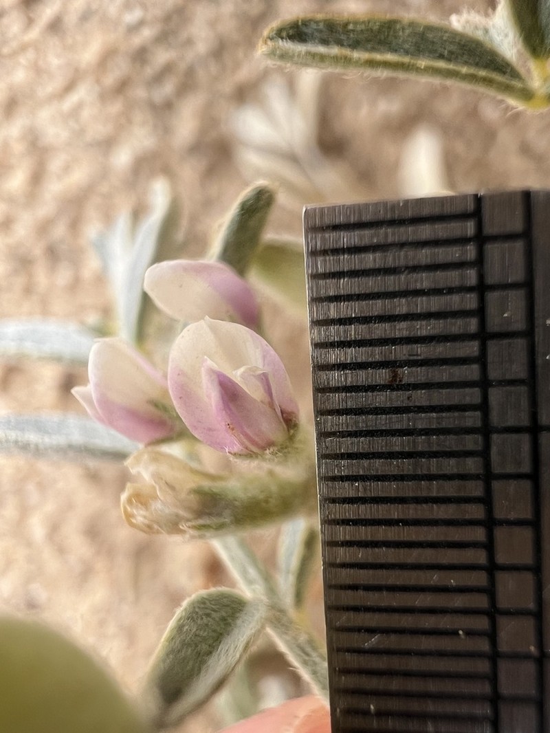 Annual Desert Milkvetch photo 6