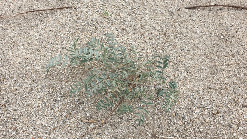 Annual Desert Milkvetch photo 7