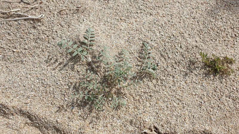 Annual Desert Milkvetch photo 8