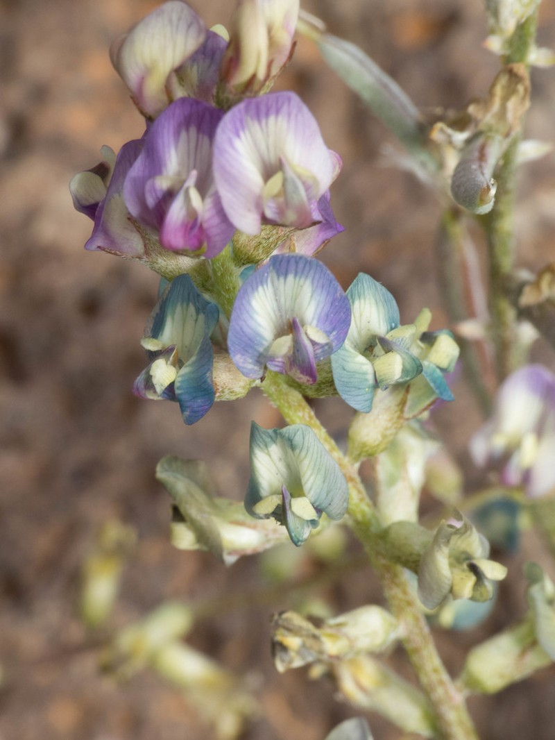 Arizona Milkvetch