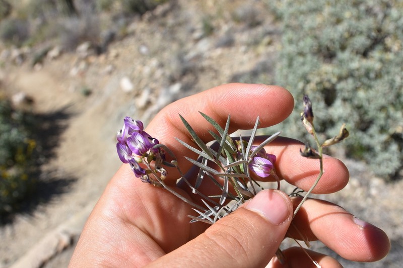 Arizona Milkvetch photo 2