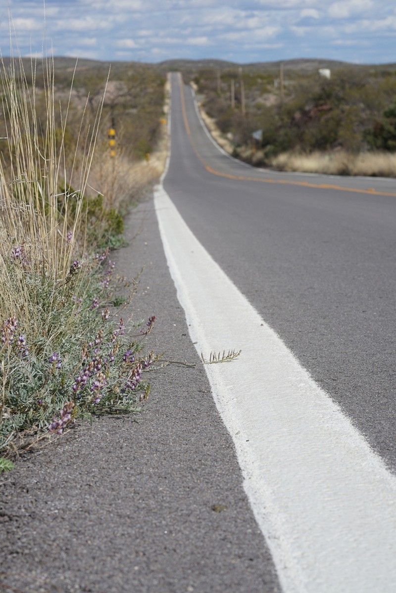 Arizona Milkvetch photo 3