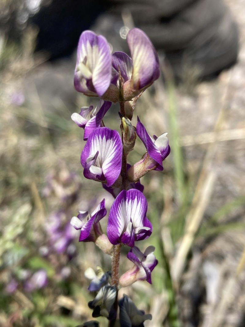 Arizona Milkvetch photo 4