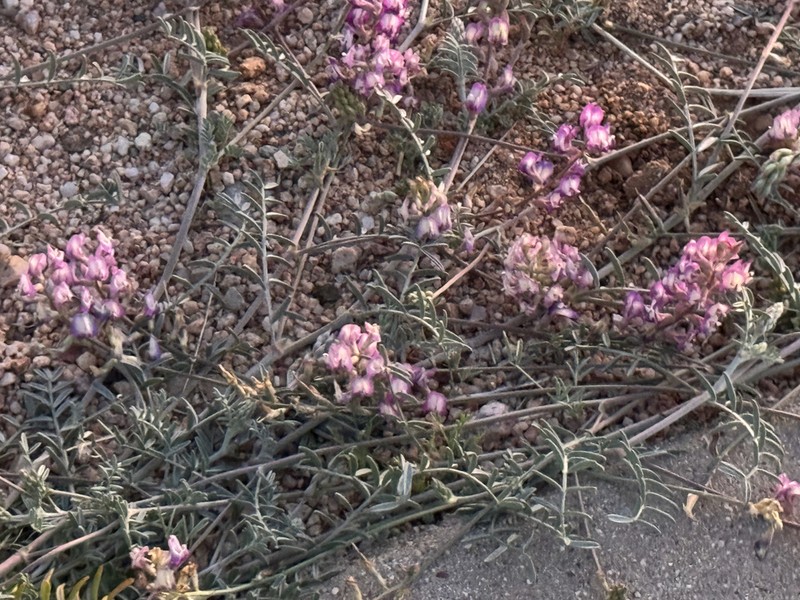 Arizona Milkvetch photo 5