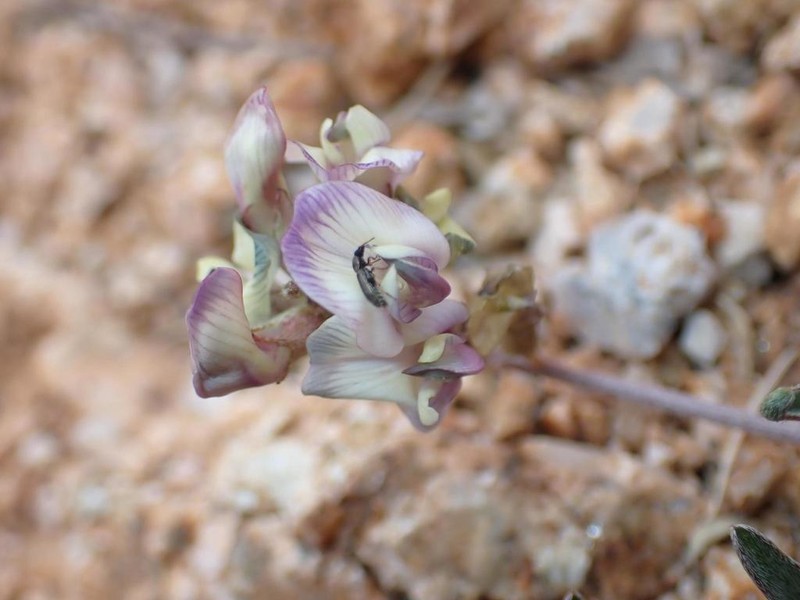 Arizona Milkvetch photo 6