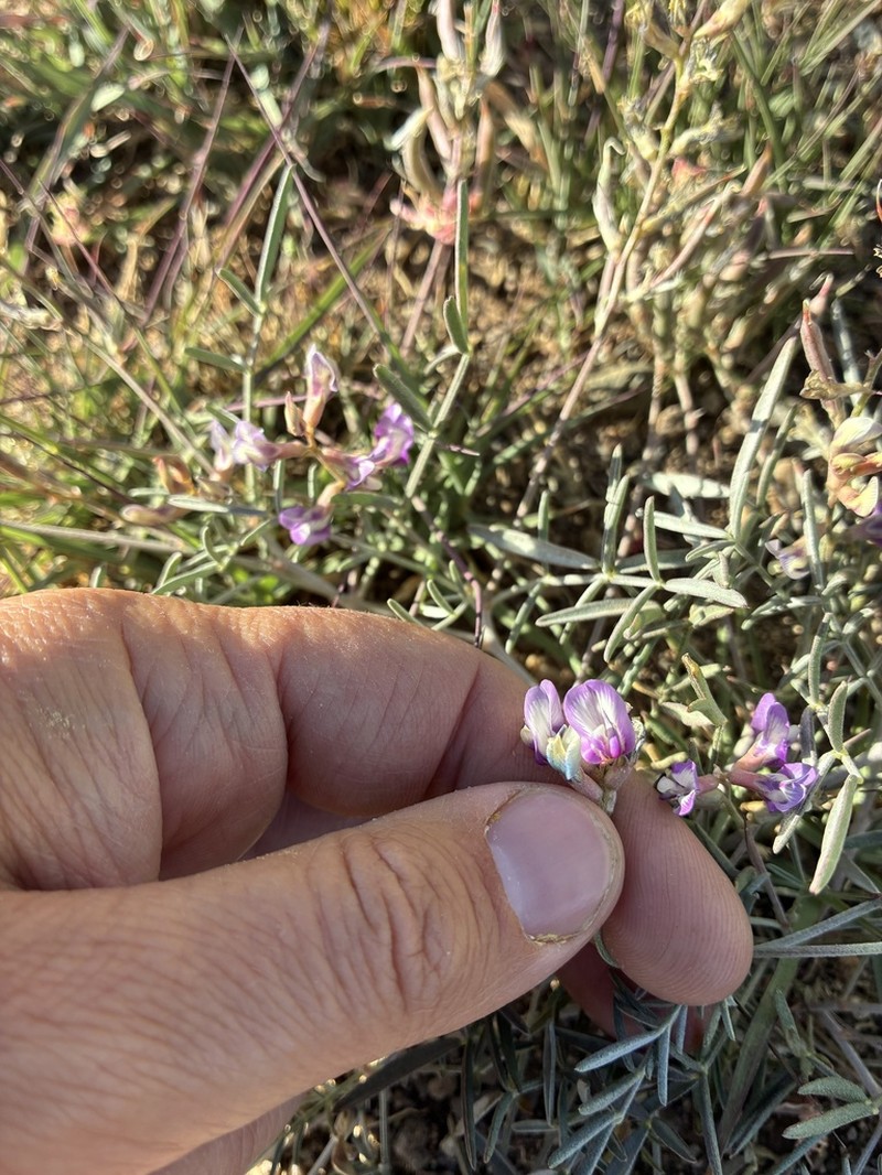 Arizona Milkvetch photo 7