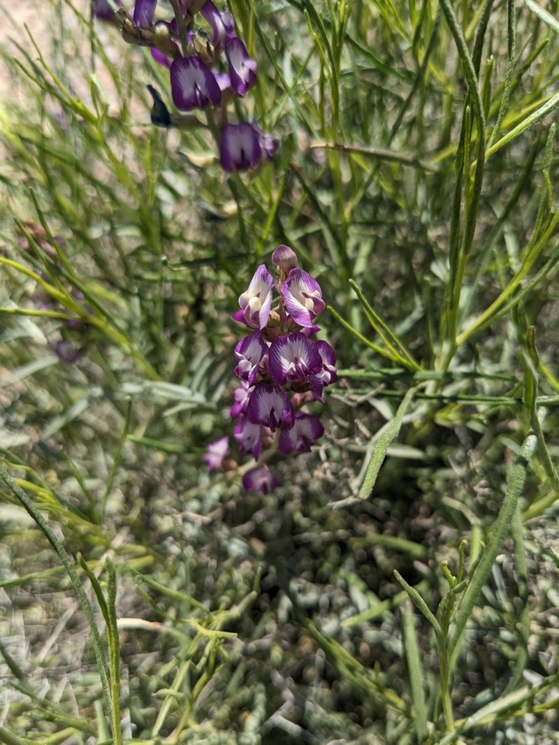 Arizona Milkvetch photo 8