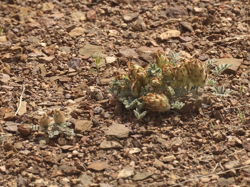 Astragalus arkalycensis photo 2