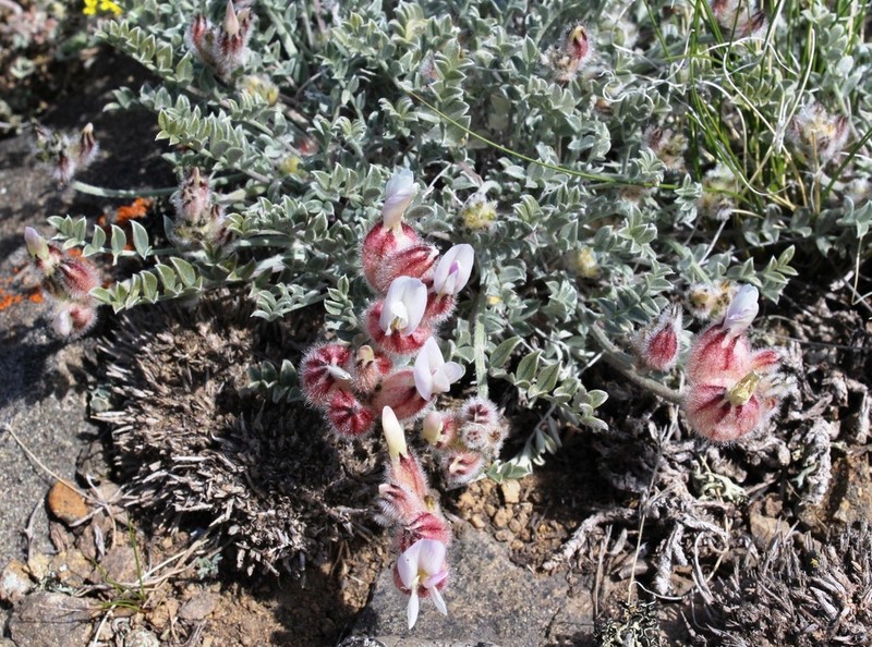 Astragalus arkalycensis photo 3