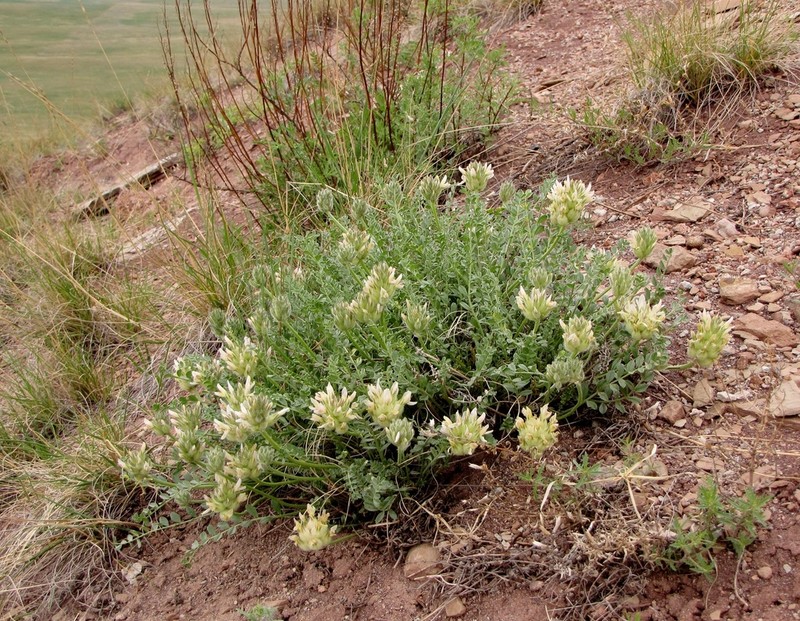 Astragalus arkalycensis photo 4