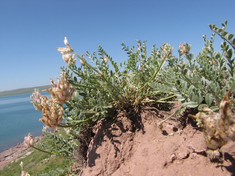 Astragalus arkalycensis photo 5