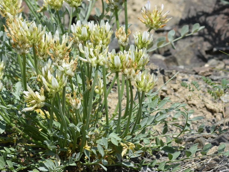 Astragalus arkalycensis photo 6