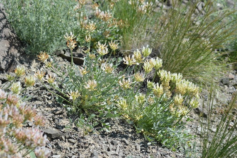 Astragalus arkalycensis photo 7
