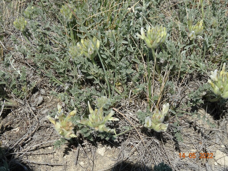 Astragalus arkalycensis photo 8