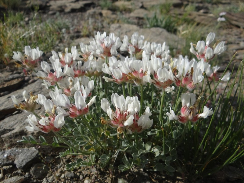 Astragalus arkalycensis