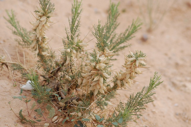 Astragalus armatus photo 2