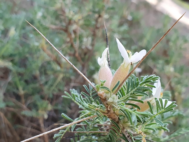 Astragalus armatus photo 3