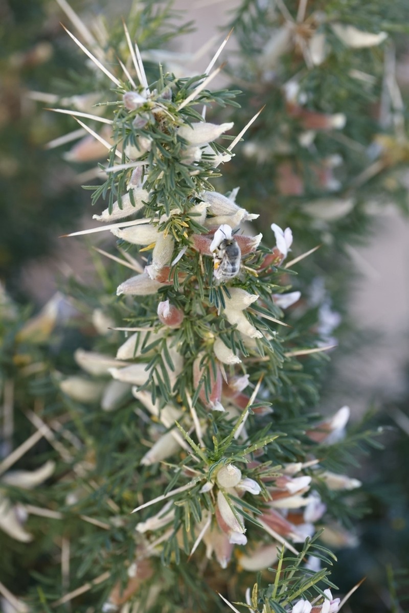Astragalus armatus photo 4
