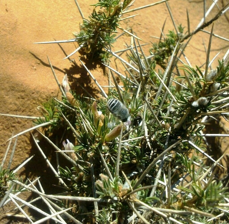 Astragalus armatus photo 5