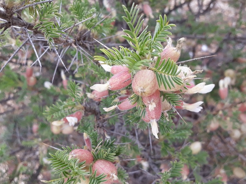 Astragalus armatus photo 6